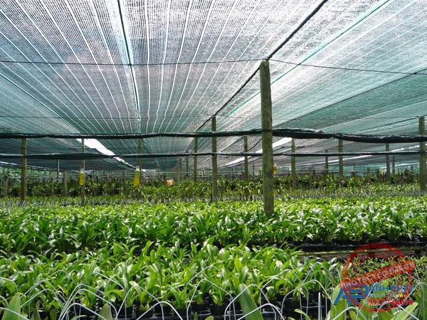 Lưới che vườn rau xanh đen Anh Phát Group.