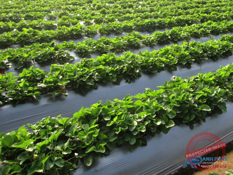 Bạt lót trồng cây